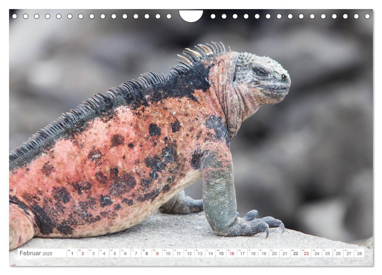 Bild: 9783435630684 | Galapagos. Verzauberte Inseln (Wandkalender 2025 DIN A4 quer),...