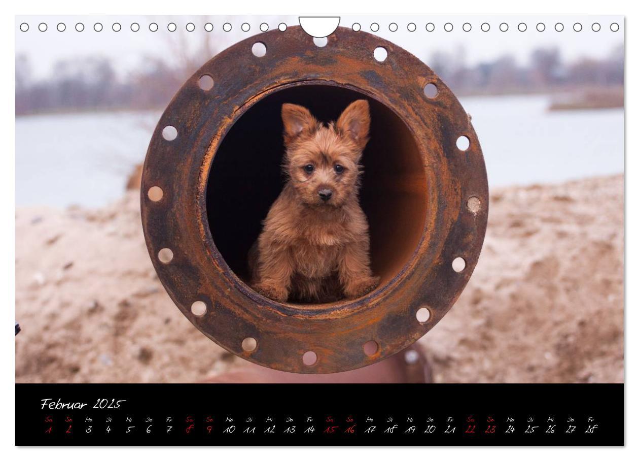 Bild: 9783435662555 | Australian Terrier Welpen (Wandkalender 2025 DIN A4 quer), CALVENDO...