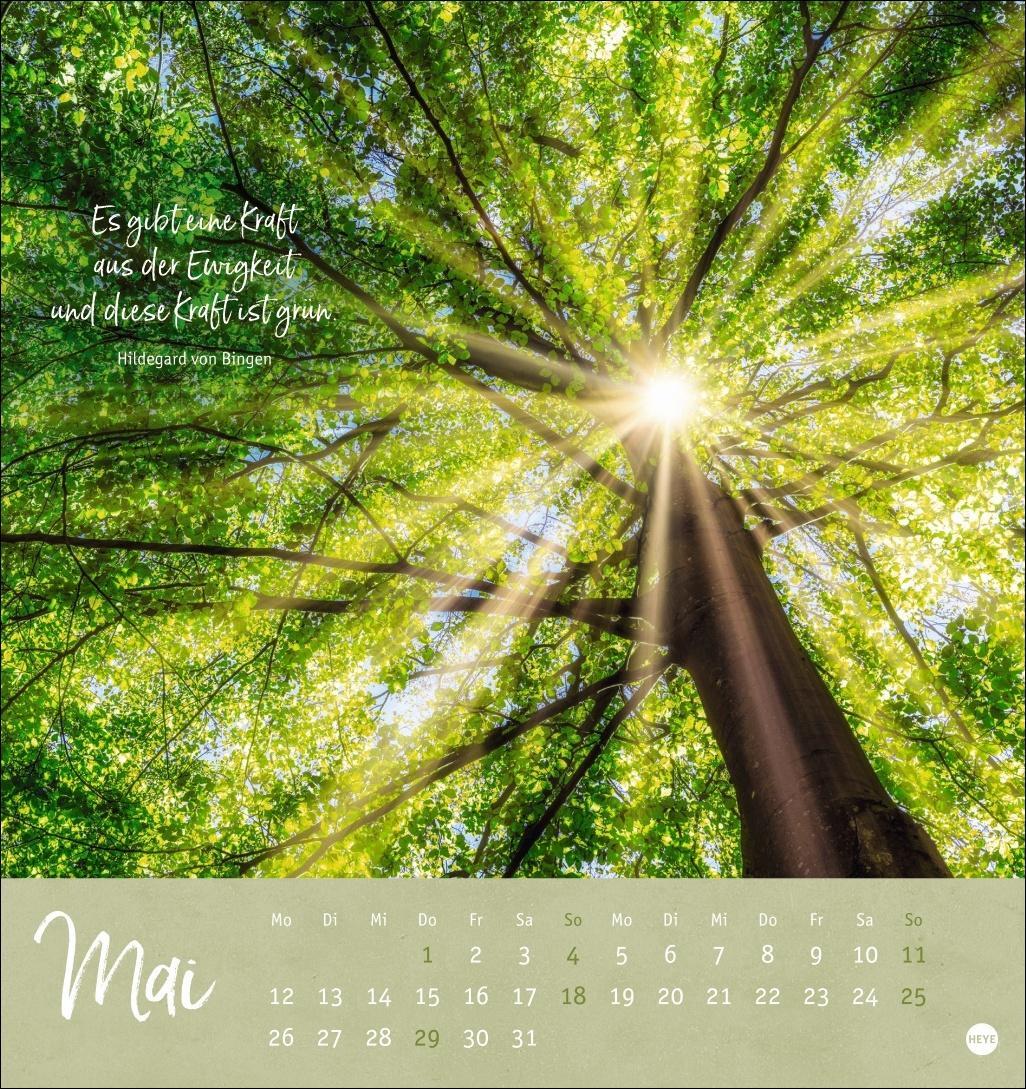 Bild: 9783756407118 | Unser Wald Postkartenkalender 2025 - zauberhafter Ort der Kraft | Heye