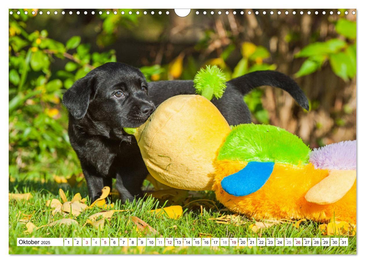 Bild: 9783435312658 | Freund auf 4 Pfoten - Labrador Retriever (Wandkalender 2025 DIN A3...