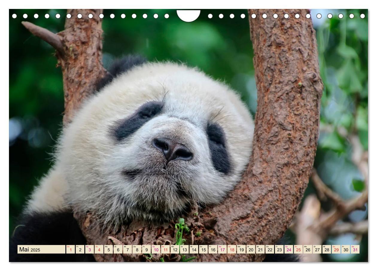 Bild: 9783435372058 | Niedlicher Panda (Wandkalender 2025 DIN A4 quer), CALVENDO...