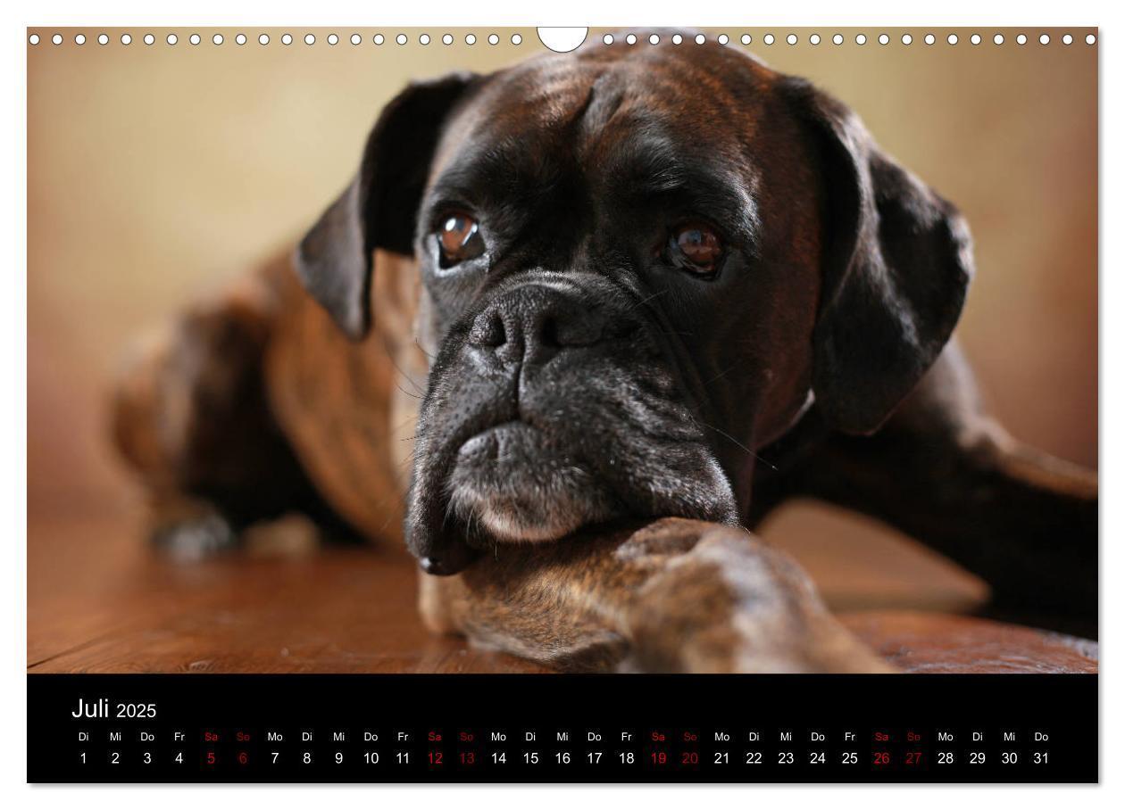 Bild: 9783435436255 | Liebenswerte Boxer (Wandkalender 2025 DIN A3 quer), CALVENDO...