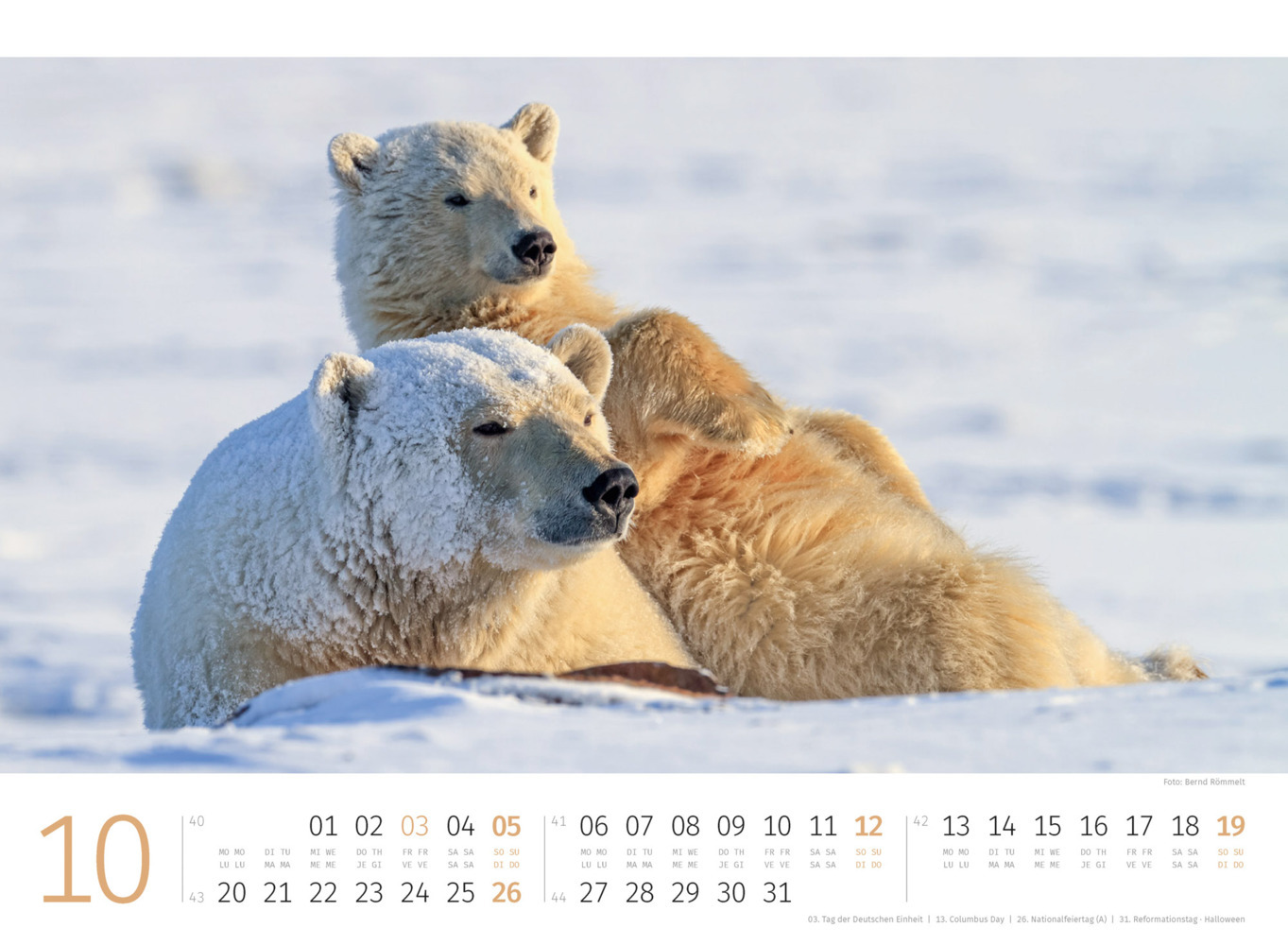 Bild: 9783838425986 | Eisbären Kalender 2025 | Ackermann Kunstverlag | Kalender | 14 S.