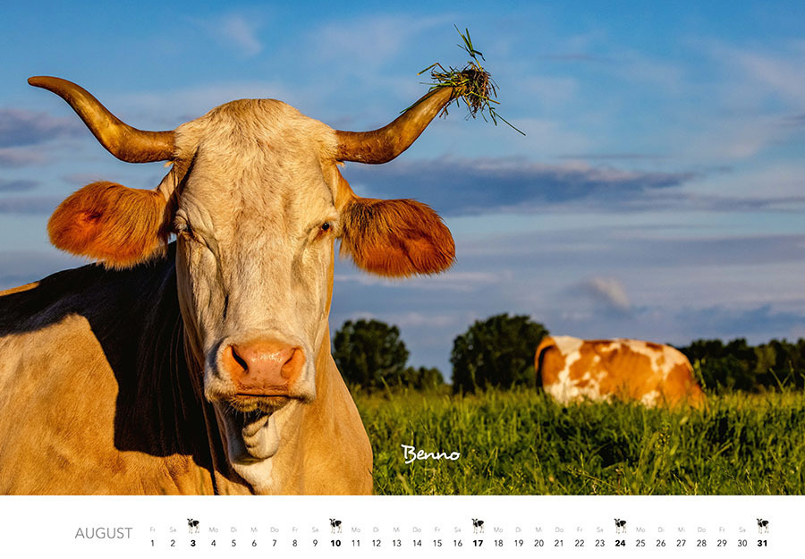 Bild: 9783966648226 | Kühe Kalender 2025 Wandkalender | J.-L. Klein (u. a.) | Kalender