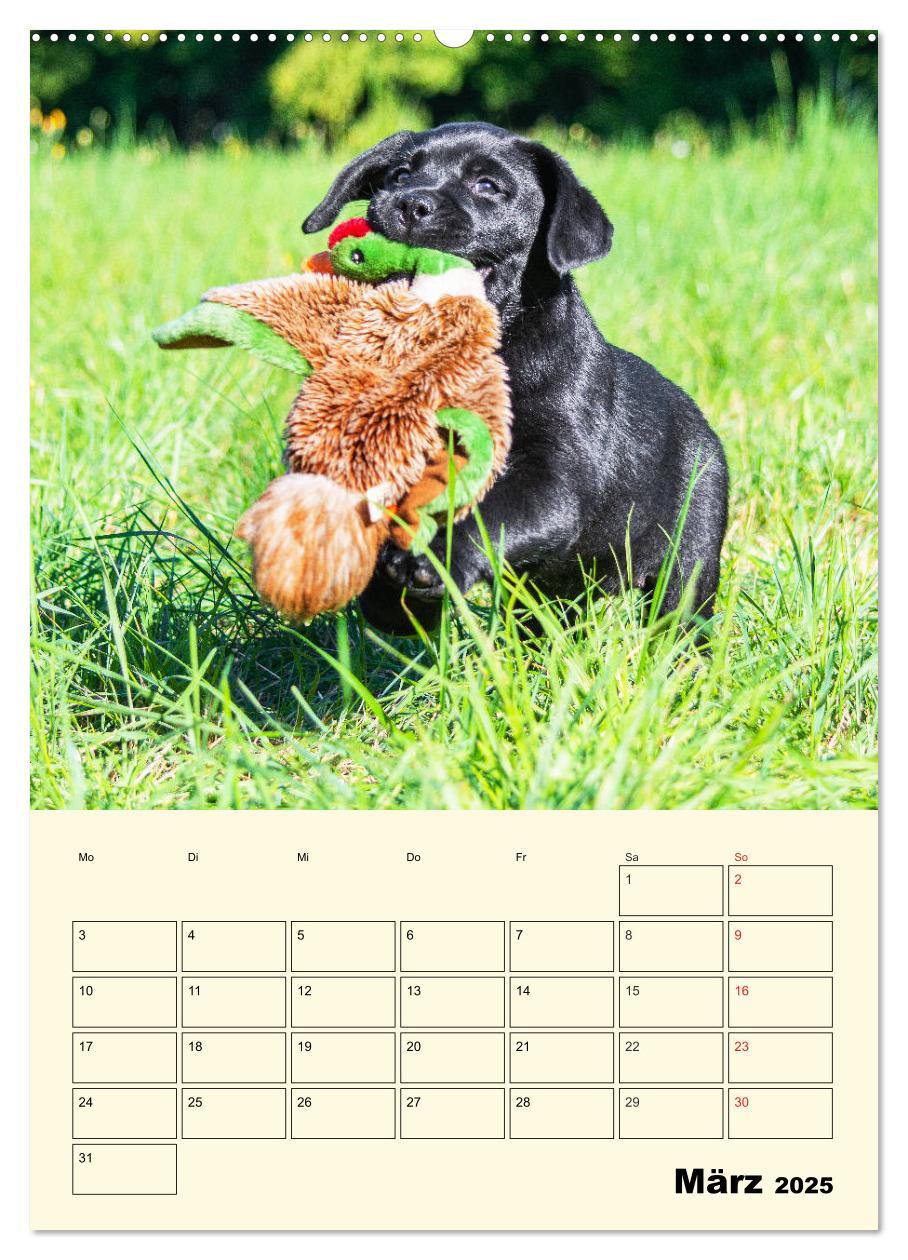 Bild: 9783435957675 | Familienplaner - Labrador Welpen entdecken die Welt (Wandkalender...