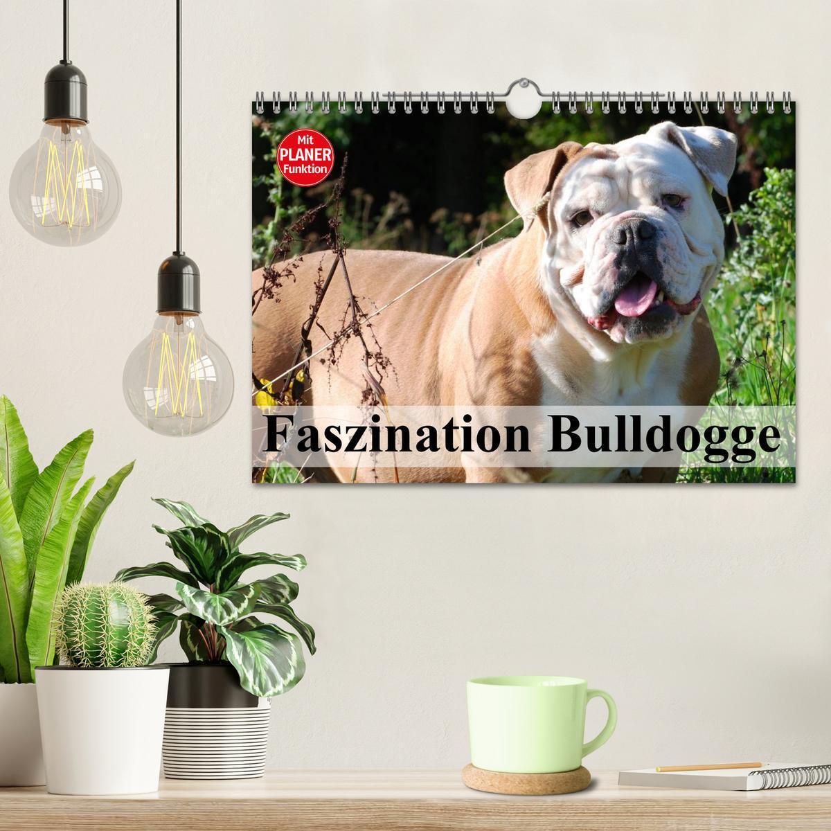 Bild: 9783435535347 | Faszination Bulldogge (Wandkalender 2025 DIN A4 quer), CALVENDO...