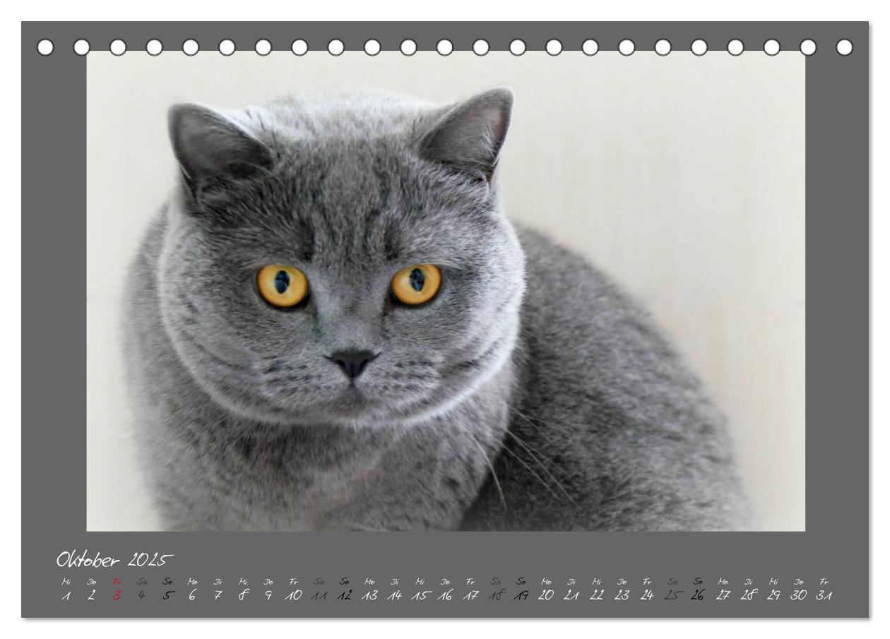 Bild: 9783435400331 | GRAUE ENGEL Britischkurzhaar-Katzen (Tischkalender 2025 DIN A5...