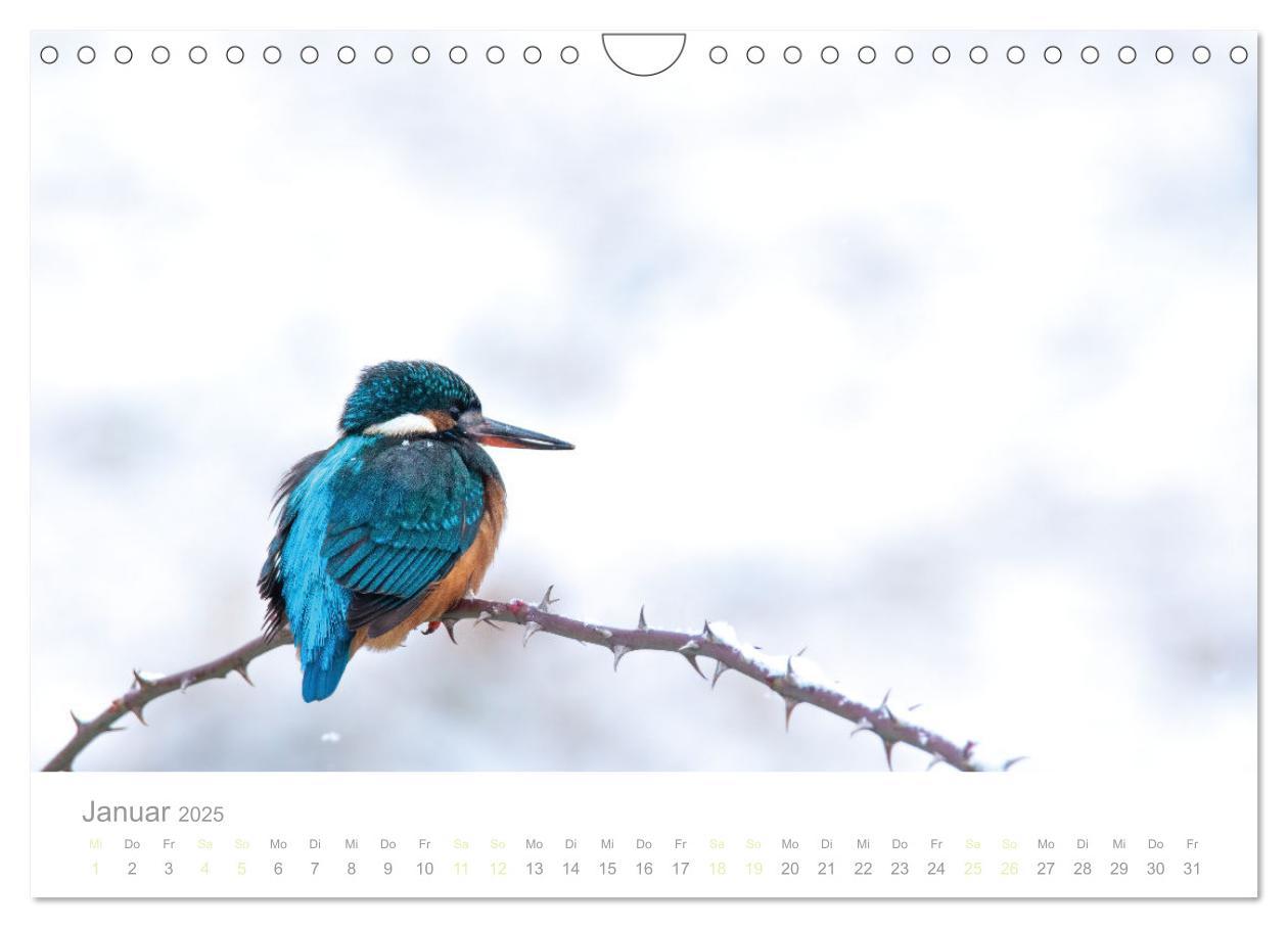 Bild: 9783435010301 | Eisvogel im Porträt (Wandkalender 2025 DIN A4 quer), CALVENDO...