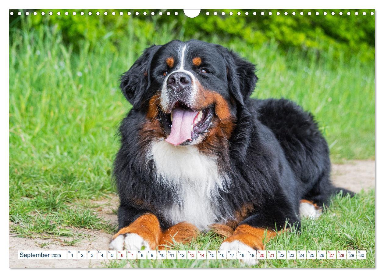 Bild: 9783435050079 | Berner Sennenhund - Ein Traum auf vier Pfoten (Wandkalender 2025...