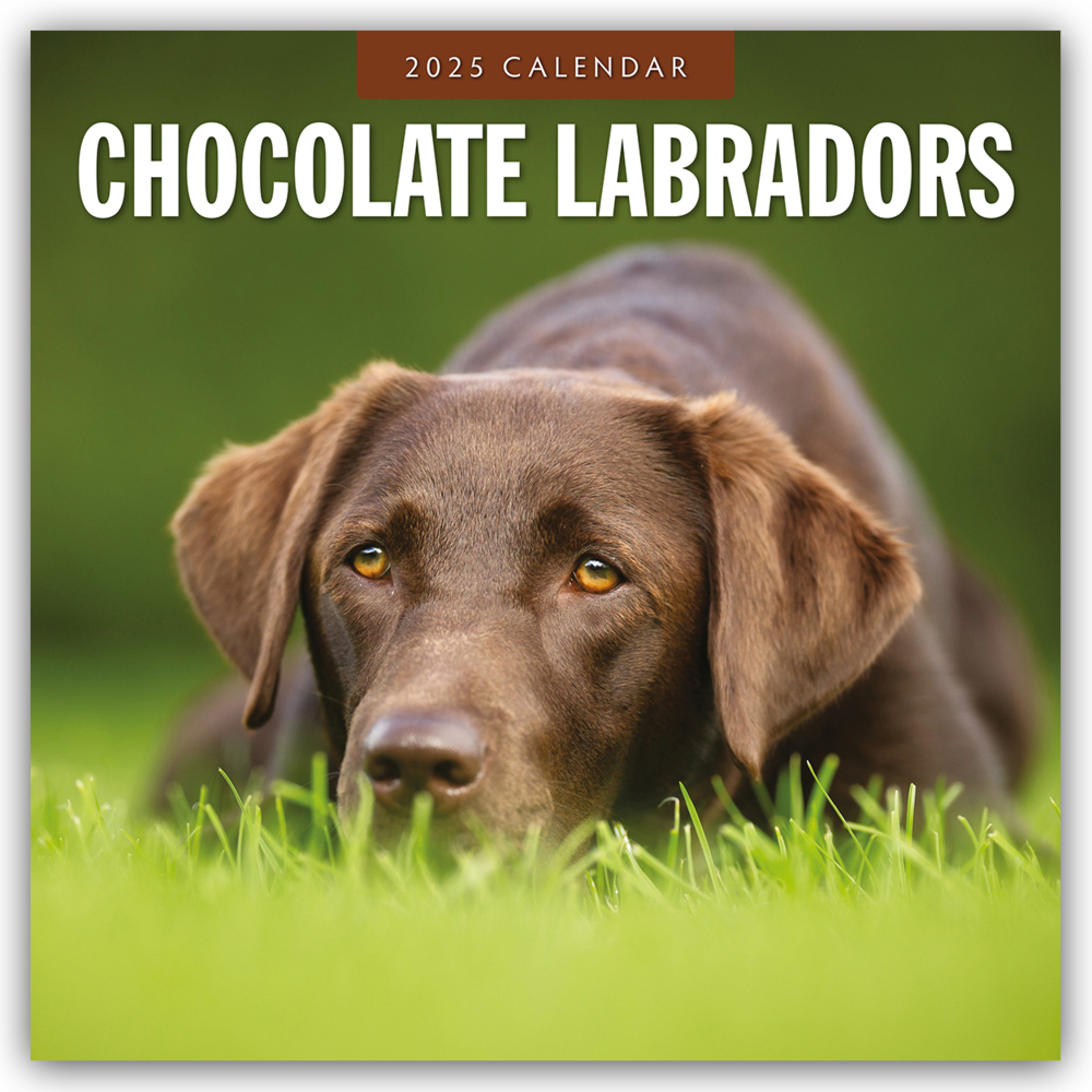 Cover: 9781804424476 | Chocolate Labrador Retrievers - Schokoladenbraune Labrador...