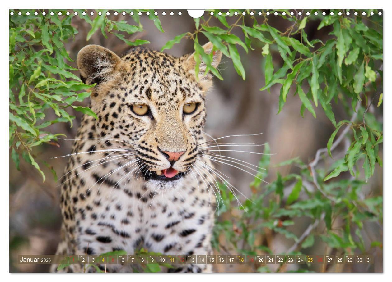 Bild: 9783435598656 | Löwen und Leoparden - Begegnungen in Afrika (Wandkalender 2025 DIN...