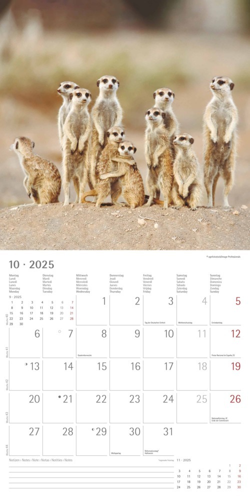 Bild: 4251732340742 | Alpha Edition - Erdmännchen 2025 Broschürenkalender, 30x30cm,...