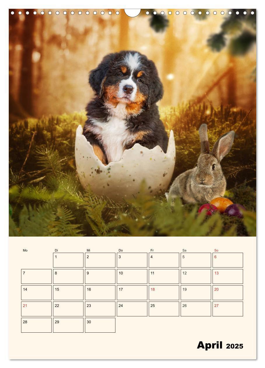 Bild: 9783435937974 | Traumhaft schön - Der Berner Sennenhund (Wandkalender 2025 DIN A3...