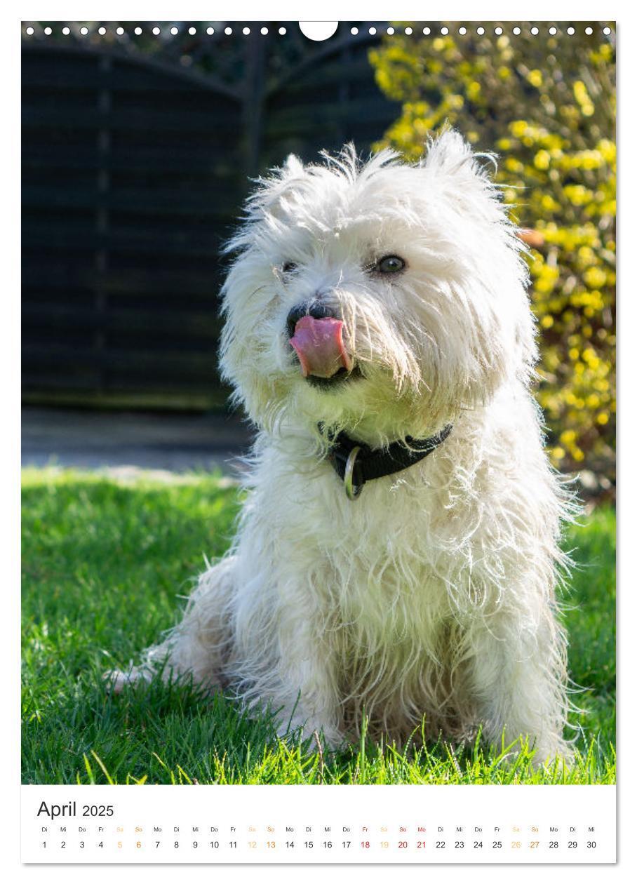 Bild: 9783383796739 | Der Westie - Portrait eines West Highland White Terriers...