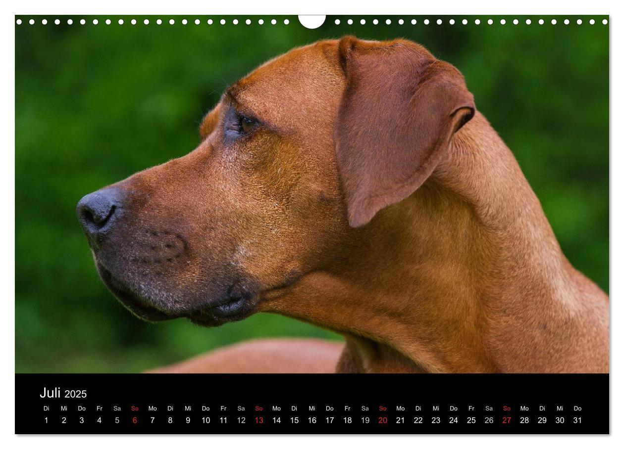 Bild: 9783435759750 | Rhodesian Ridgeback 2025 (Wandkalender 2025 DIN A3 quer), CALVENDO...