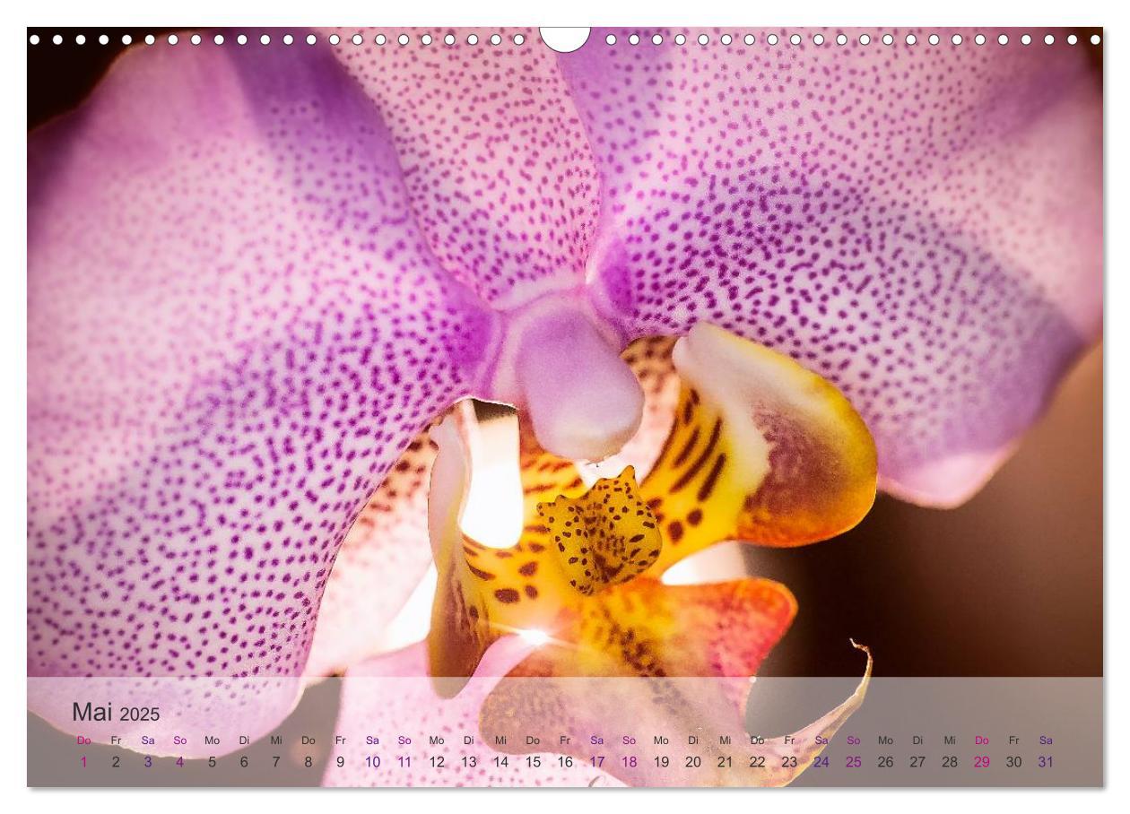 Bild: 9783435689361 | Phalaenopsis - die zauberhafte Welt der Orchideen (Wandkalender...