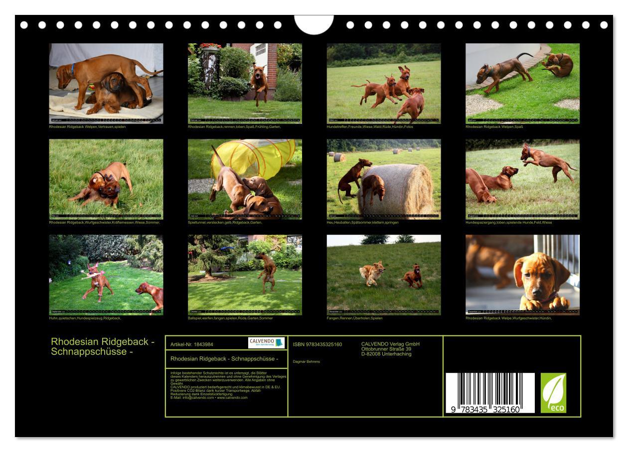 Bild: 9783435325160 | Rhodesian Ridgeback - Schnappschüsse - (Wandkalender 2025 DIN A4...