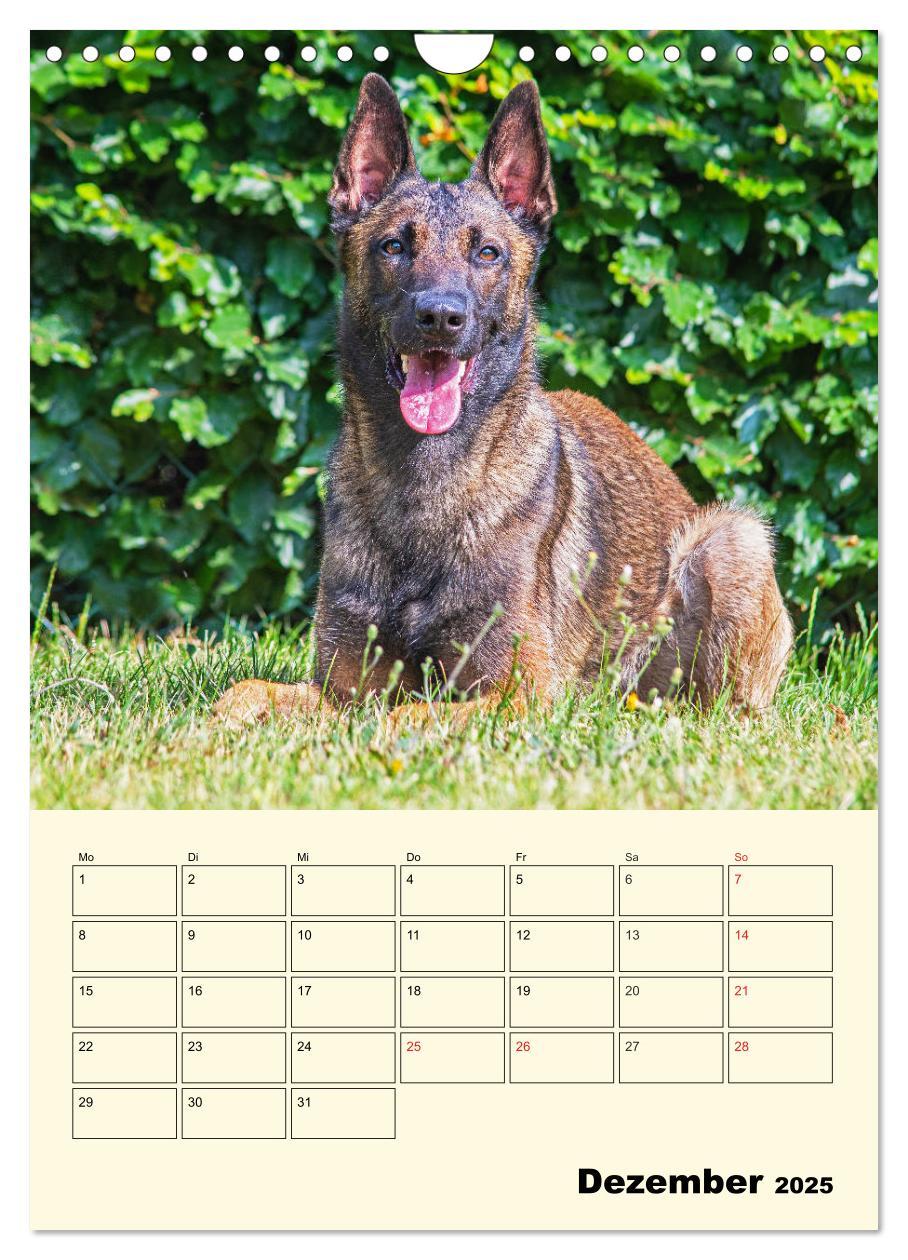 Bild: 9783435959143 | Familienplaner Tausendsassa Malinois (Wandkalender 2025 DIN A4...