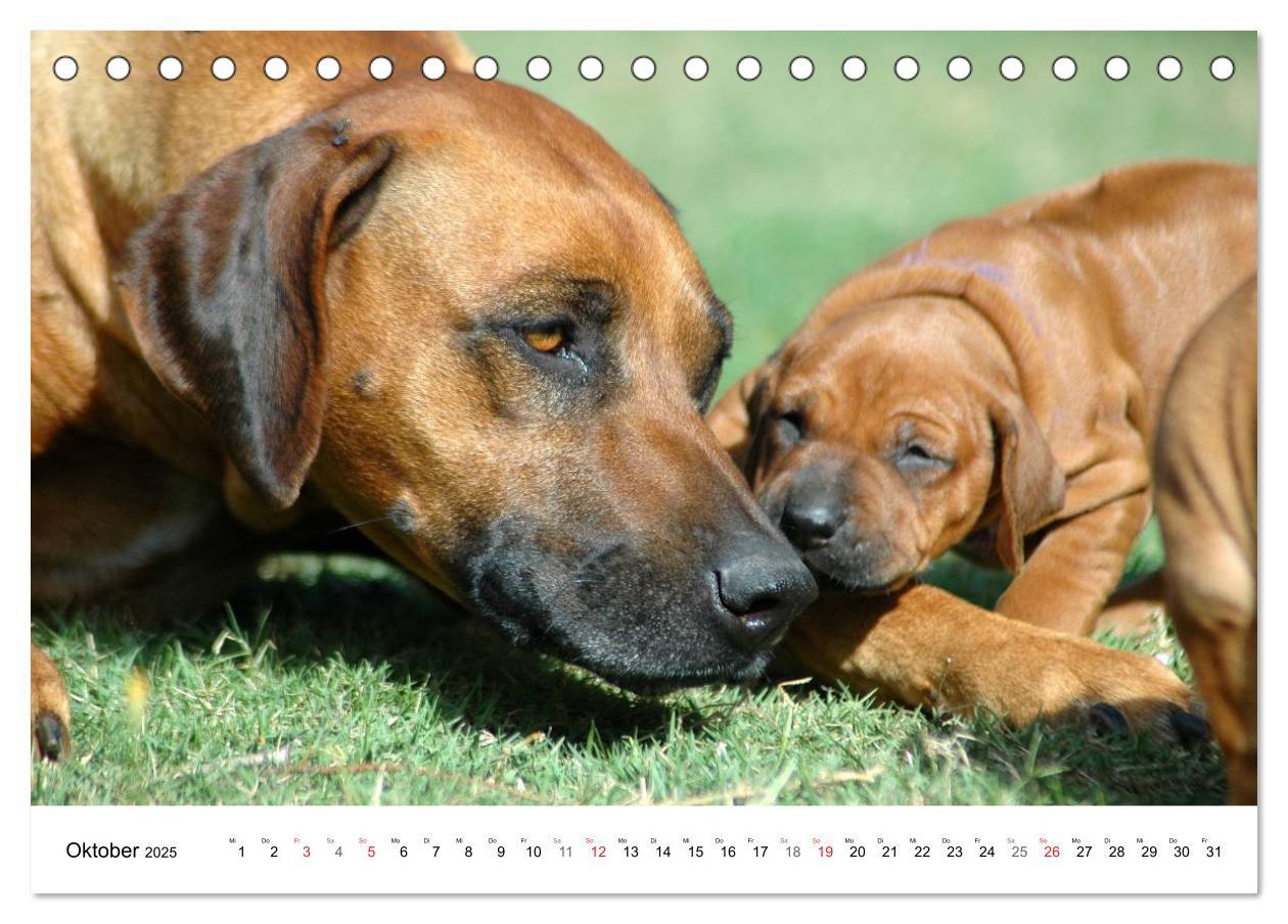 Bild: 9783435621583 | Rhodesian Ridgeback Welpen (Tischkalender 2025 DIN A5 quer),...