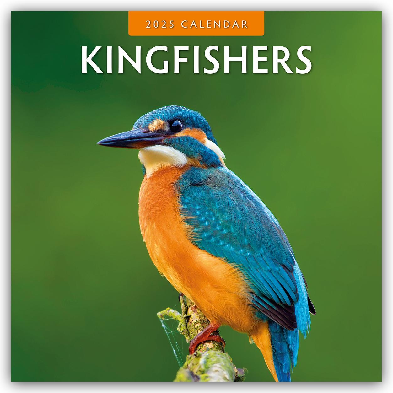 Cover: 9781804423967 | Kingfishers - Eisvögel 2025 - 16-Monatskalender | Robin Red | Kalender