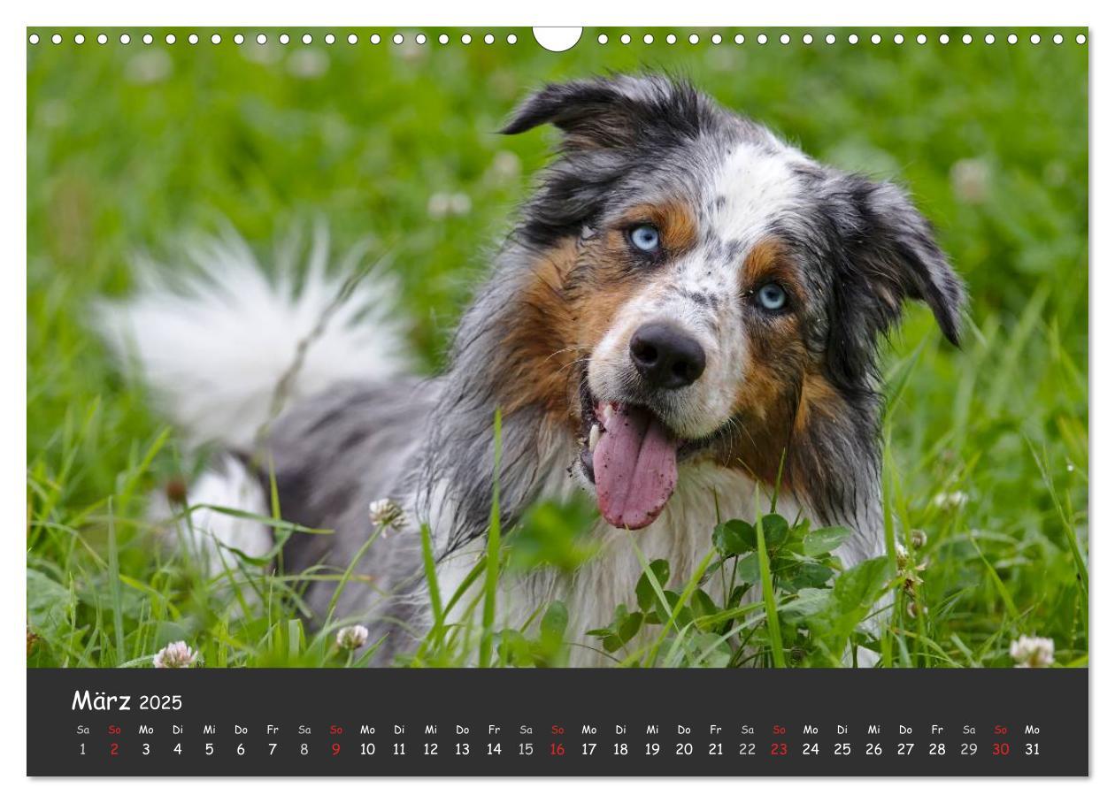 Bild: 9783435582327 | Australian Shepherd - Augenblicke (Wandkalender 2025 DIN A3 quer),...