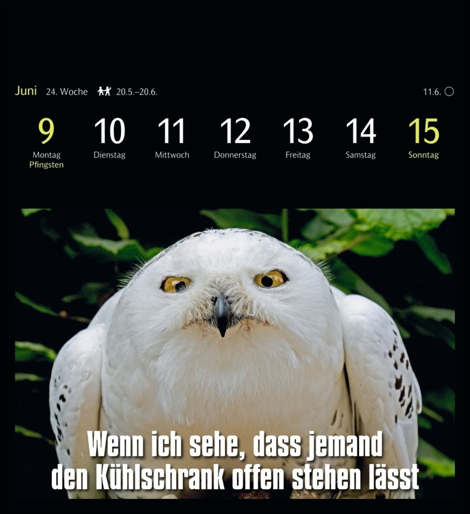 Bild: 9783840035012 | Animal Memes Postkartenkalender 2025 - 53 tierisch witzige Postkarten