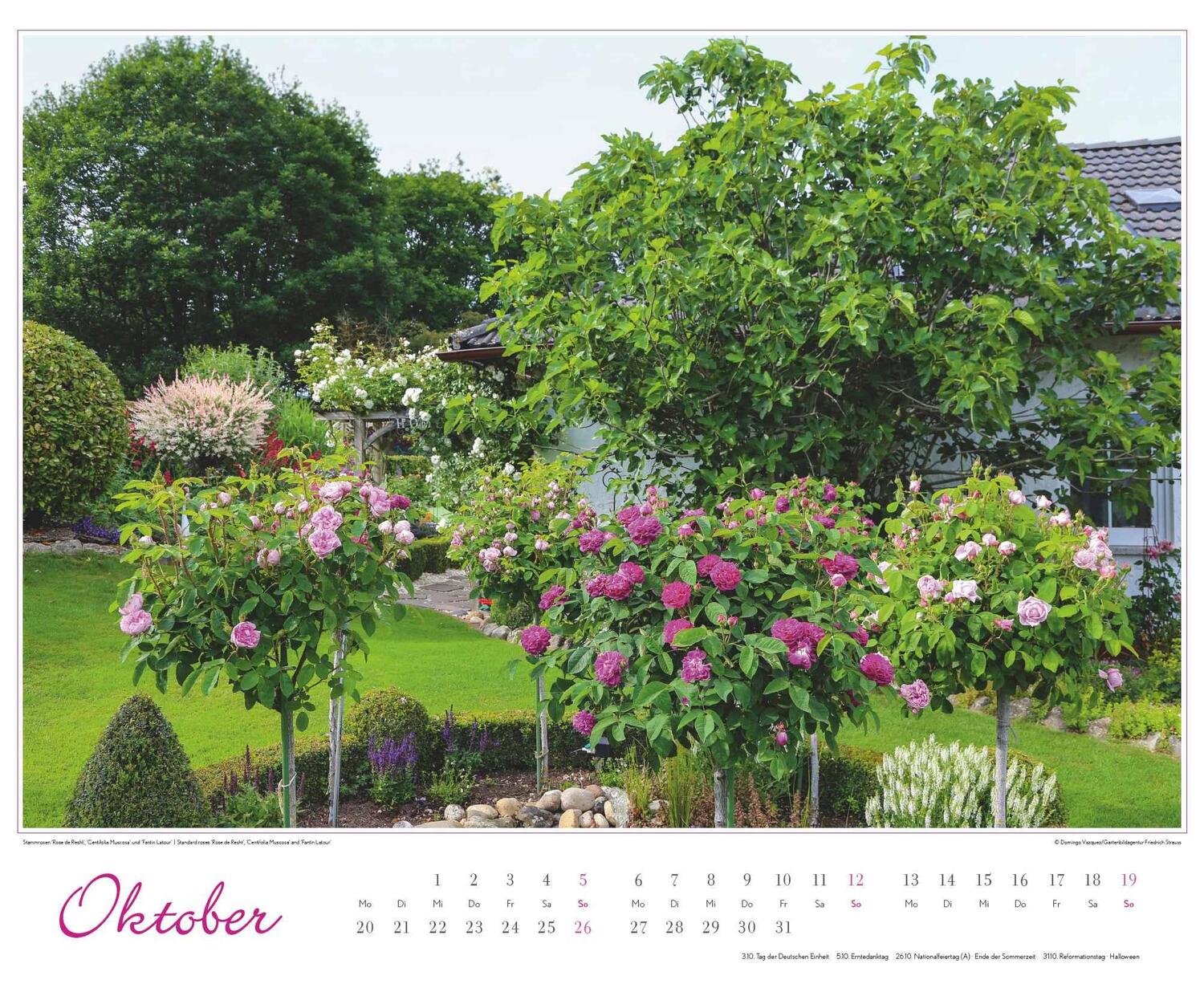 Bild: 4250809653457 | Im Rosengarten 2025 - DUMONT Garten-Kalender - Querformat 52 x 42,5...