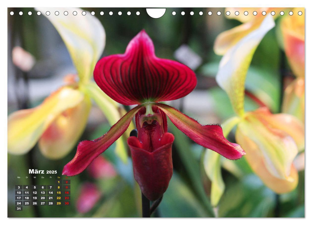 Bild: 9783383778551 | Prächtige Orchideen (Wandkalender 2025 DIN A4 quer), CALVENDO...