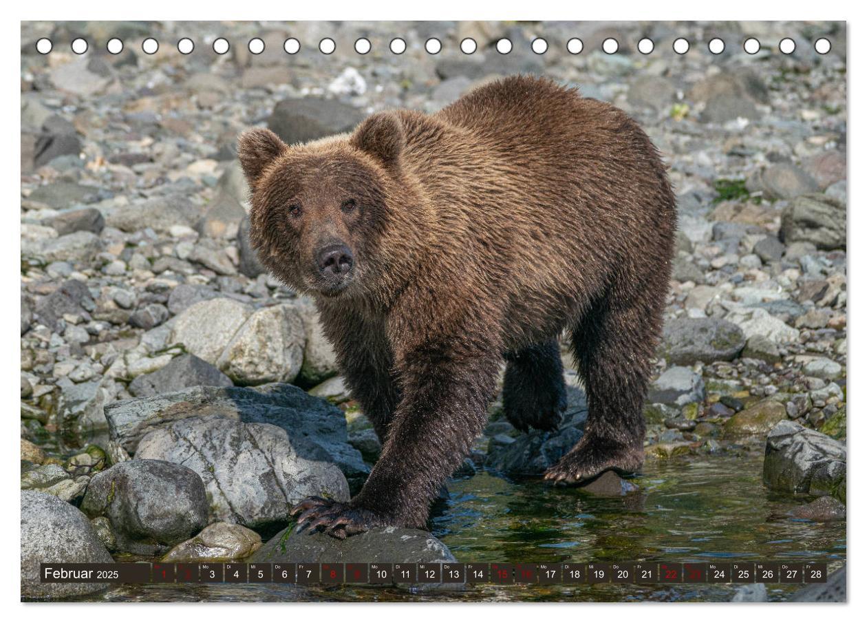 Bild: 9783435186570 | Grizzlybären im Katmai Nationalpark Alaska (Tischkalender 2025 DIN...