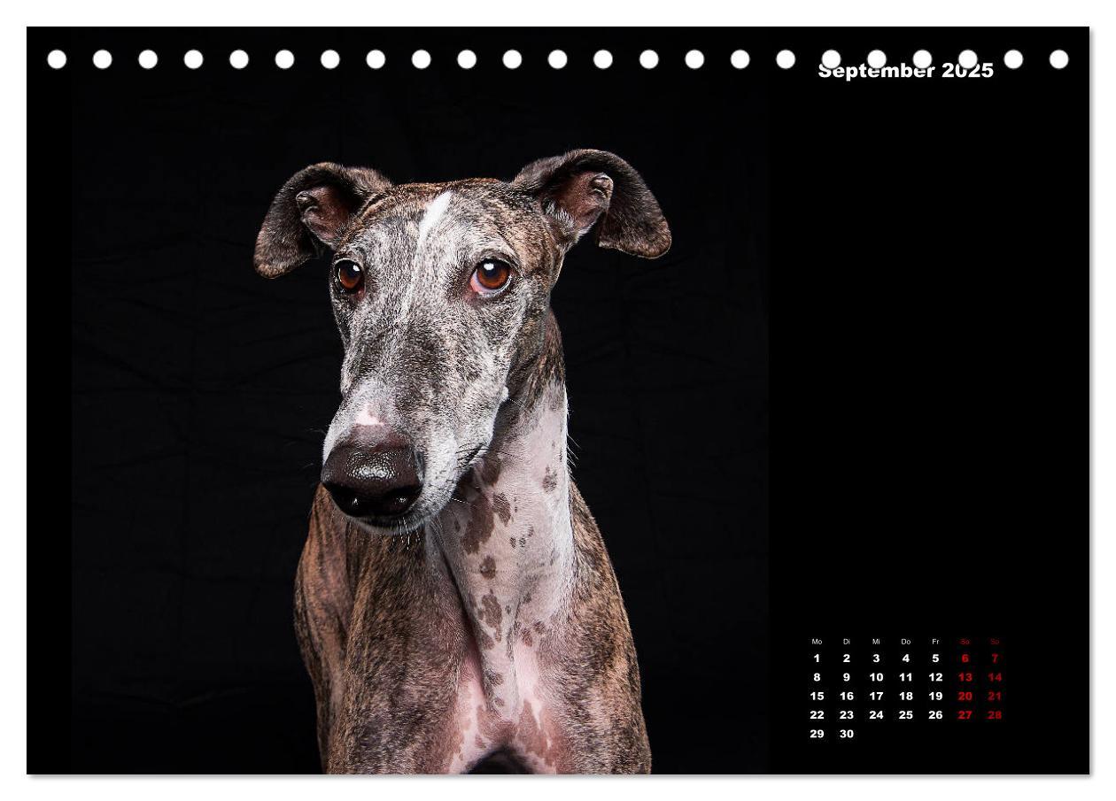 Bild: 9783435227716 | Die Stimme der Windhunde (Tischkalender 2025 DIN A5 quer), CALVENDO...