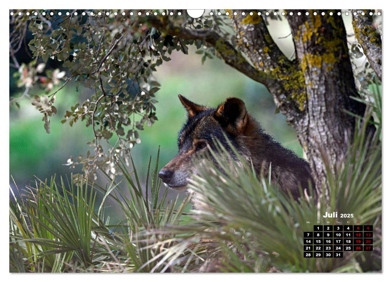 Bild: 9783435195701 | Willkommen Wolf (Wandkalender 2025 DIN A3 quer), CALVENDO...