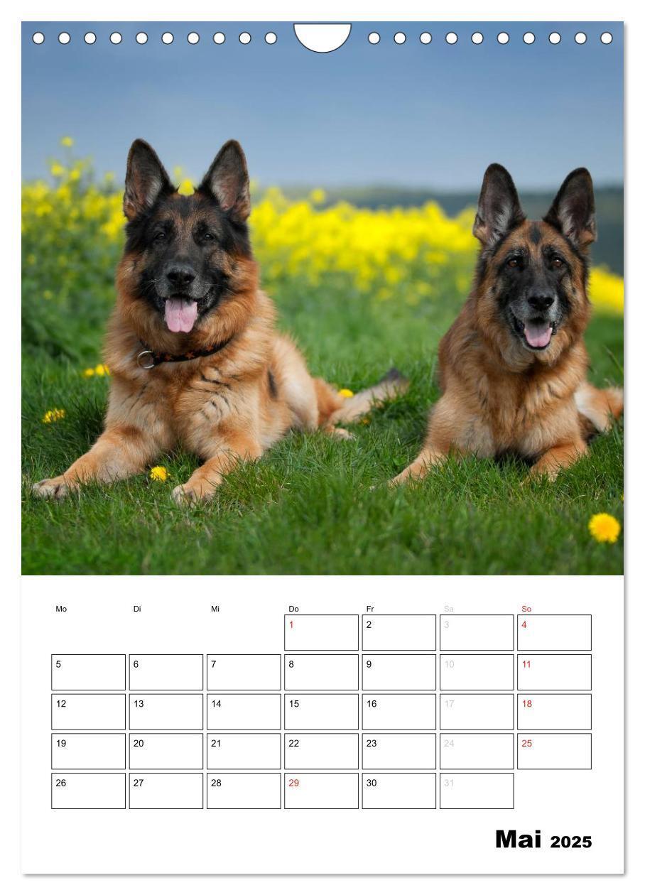 Bild: 9783457026731 | Deutsche Schäferhunde - Seelentröster auf vier Pfoten (Wandkalender...