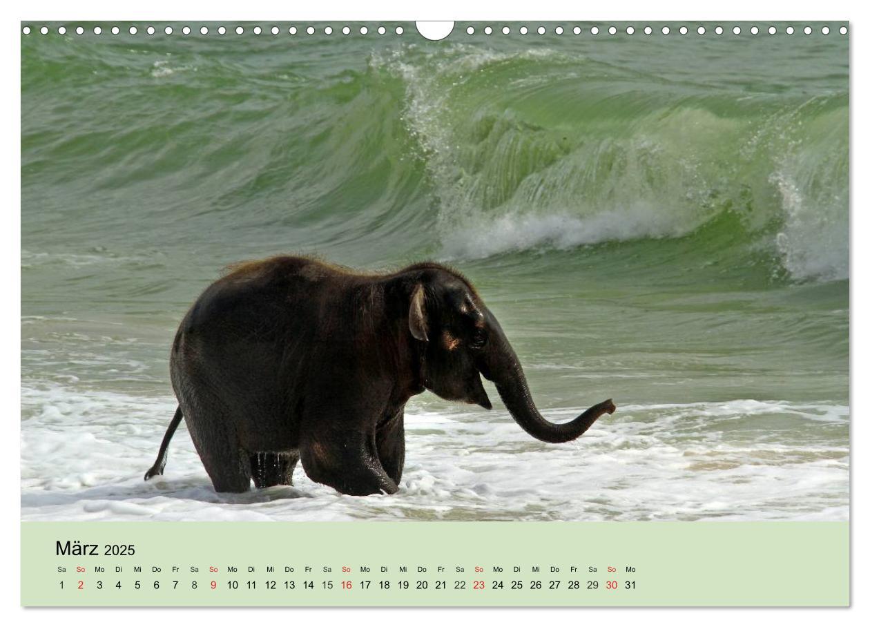 Bild: 9783435719747 | Elefanten. Badespaß am Strand (Wandkalender 2025 DIN A3 quer),...