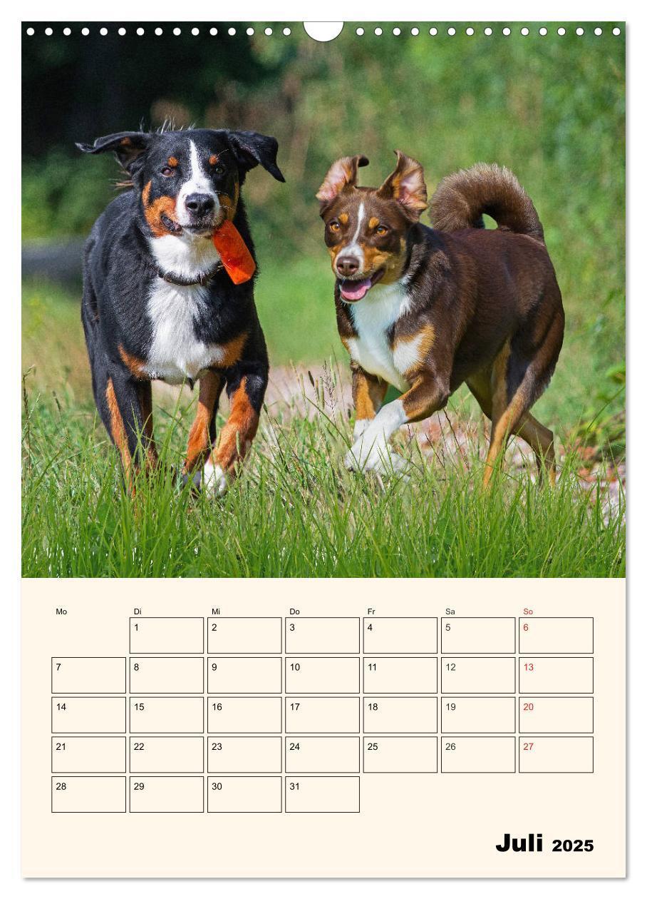 Bild: 9783435936571 | Appenzeller Sennenhund - Mit Plan durch das Jahr (Wandkalender 2025...