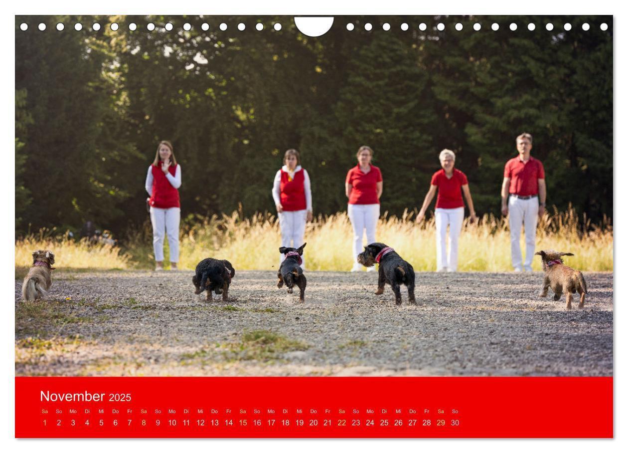 Bild: 9783435014125 | Bezaubernde Dackel (Wandkalender 2025 DIN A4 quer), CALVENDO...