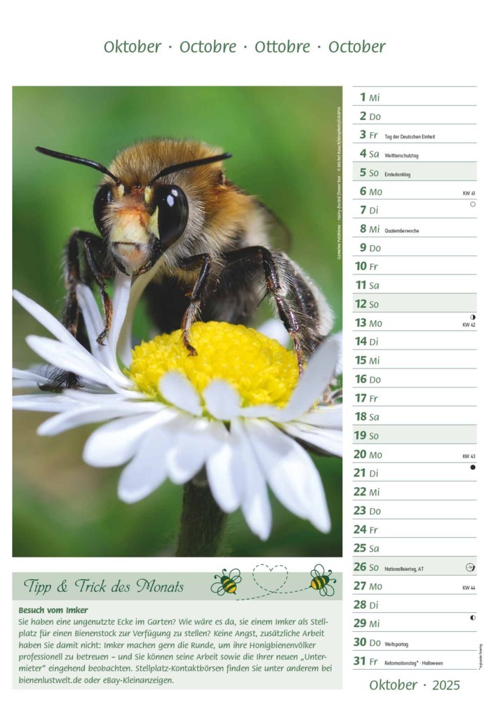 Bild: 4251732344399 | Alpha Edition - Bienen 2025 Bildkalender, 23,7x34cm, Kalender mit...