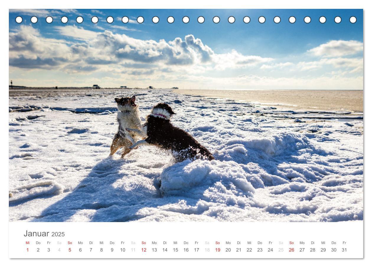 Bild: 9783435671762 | Australian Shepherd 2025 (Tischkalender 2025 DIN A5 quer), CALVENDO...