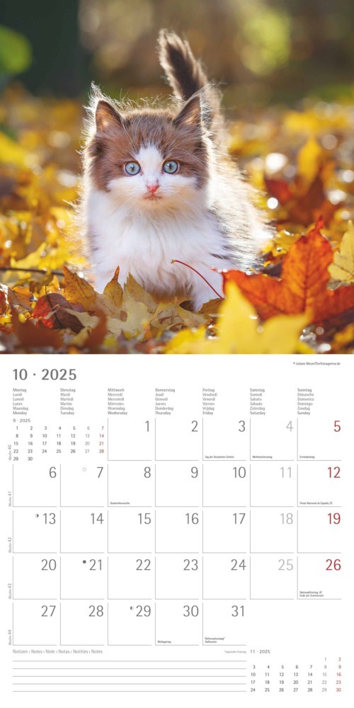 Bild: 4251732340681 | Katzenbabys 2025 - Broschürenkalender 30x30 cm (30x60 geöffnet) -...