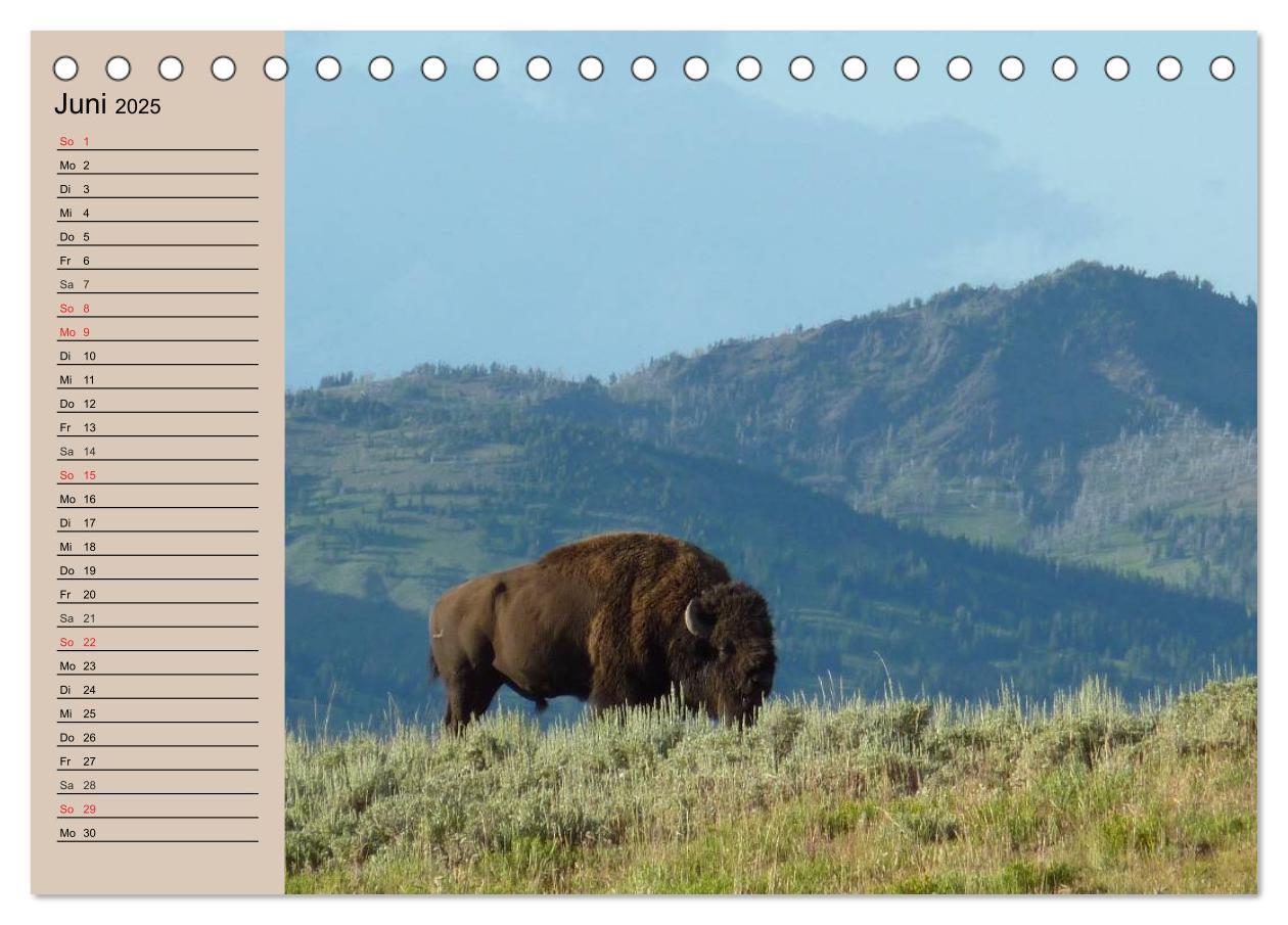 Bild: 9783435548798 | Büffel. Wisent und Bison (Tischkalender 2025 DIN A5 quer), CALVENDO...