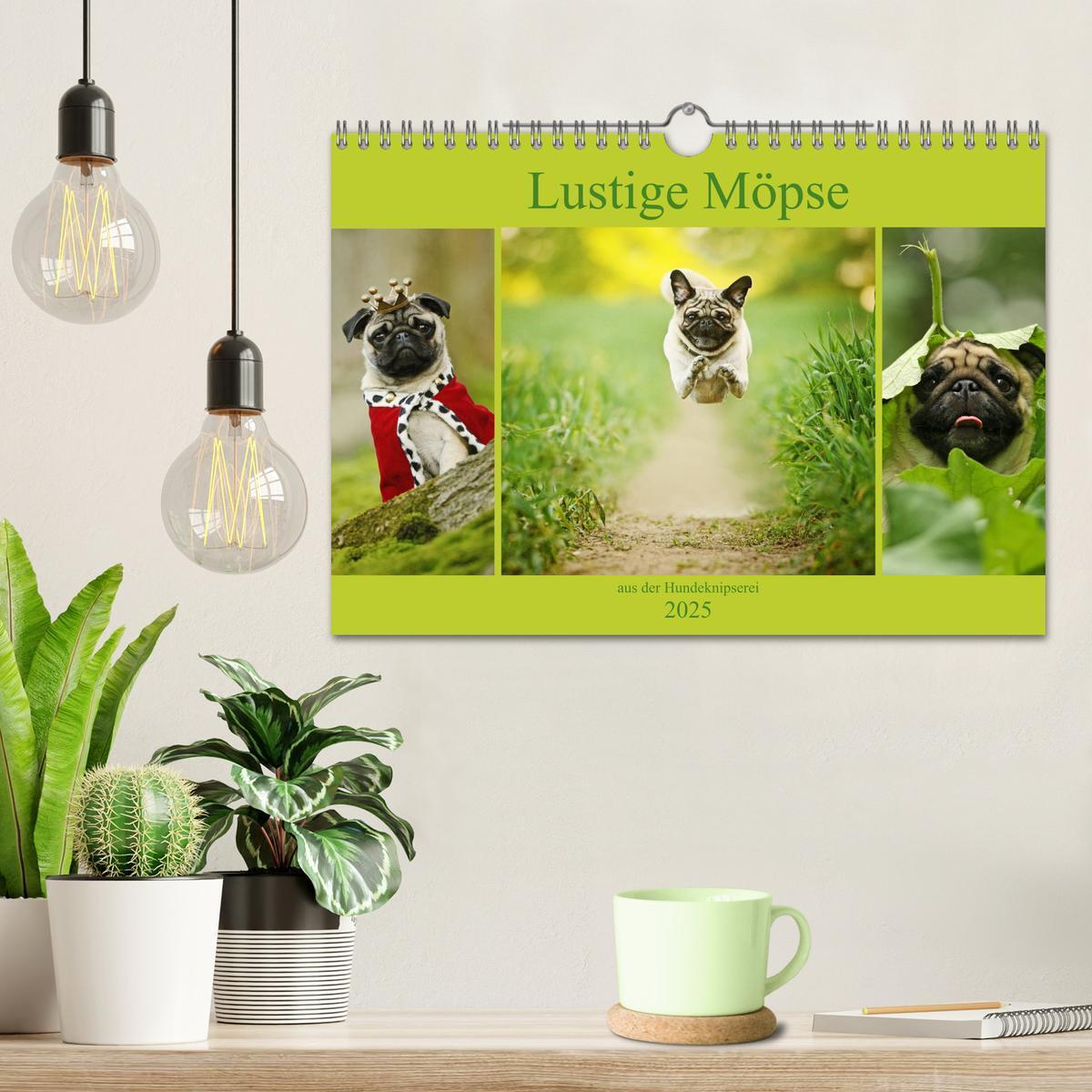 Bild: 9783435442041 | Lustige Möpse aus der Hundeknipserei (Wandkalender 2025 DIN A4...