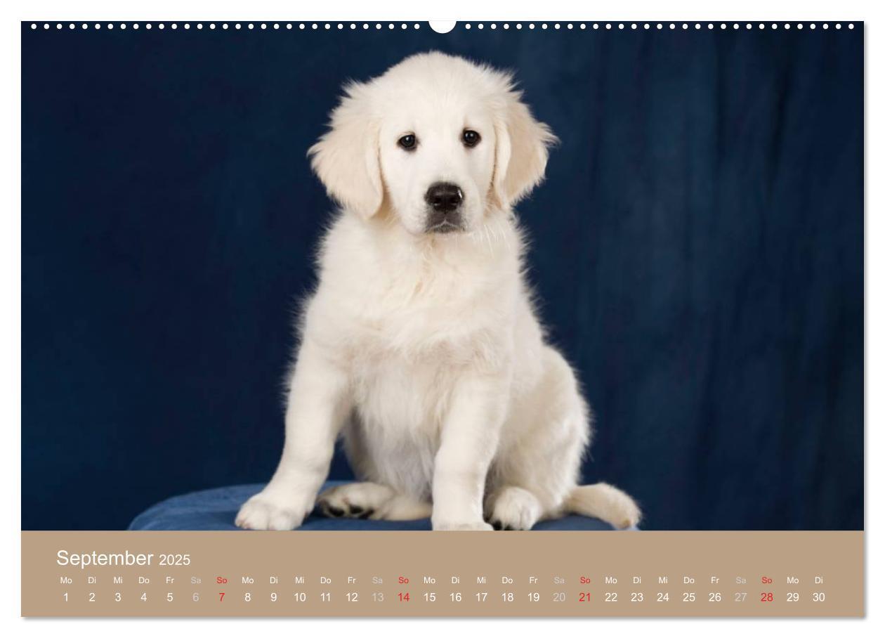 Bild: 9783435723942 | Golden Retriever (hochwertiger Premium Wandkalender 2025 DIN A2...