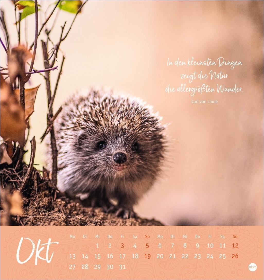 Bild: 9783756406944 | Stille Momente Postkartenkalender 2025 | Heye | Kalender | 13 S.