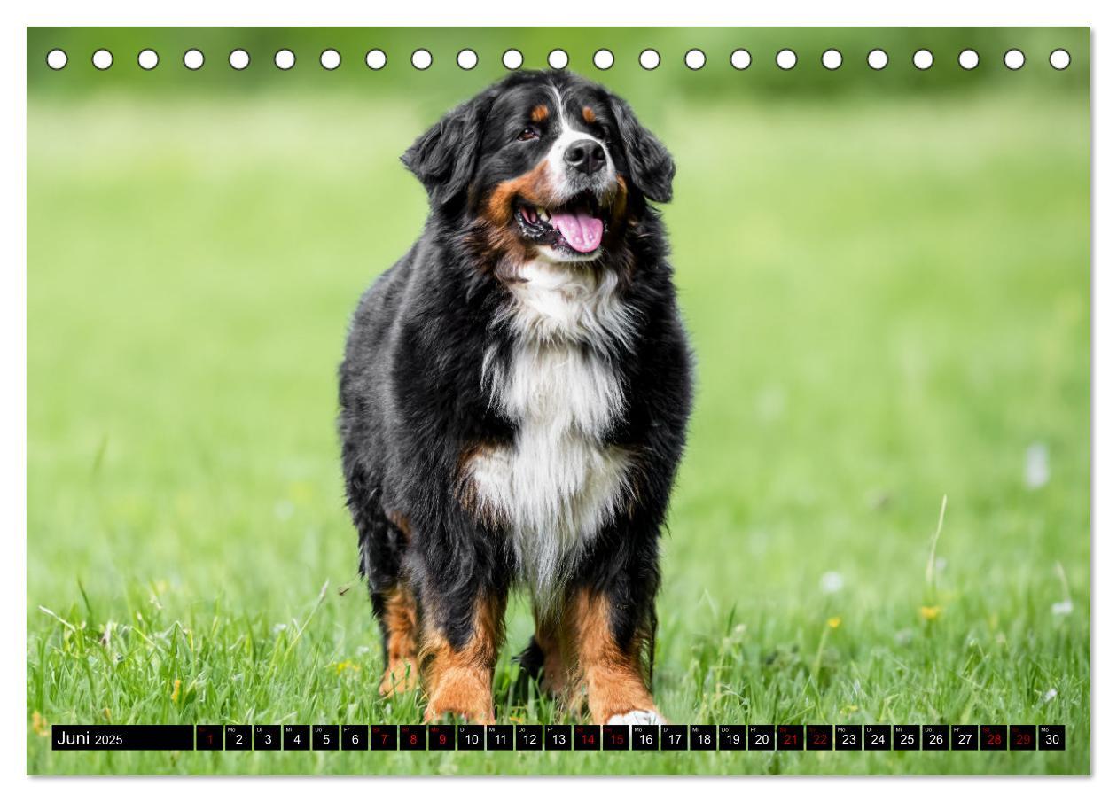 Bild: 9783457182666 | Berner Sennenhunde - Faszinierende Herzensbrecher (Tischkalender...