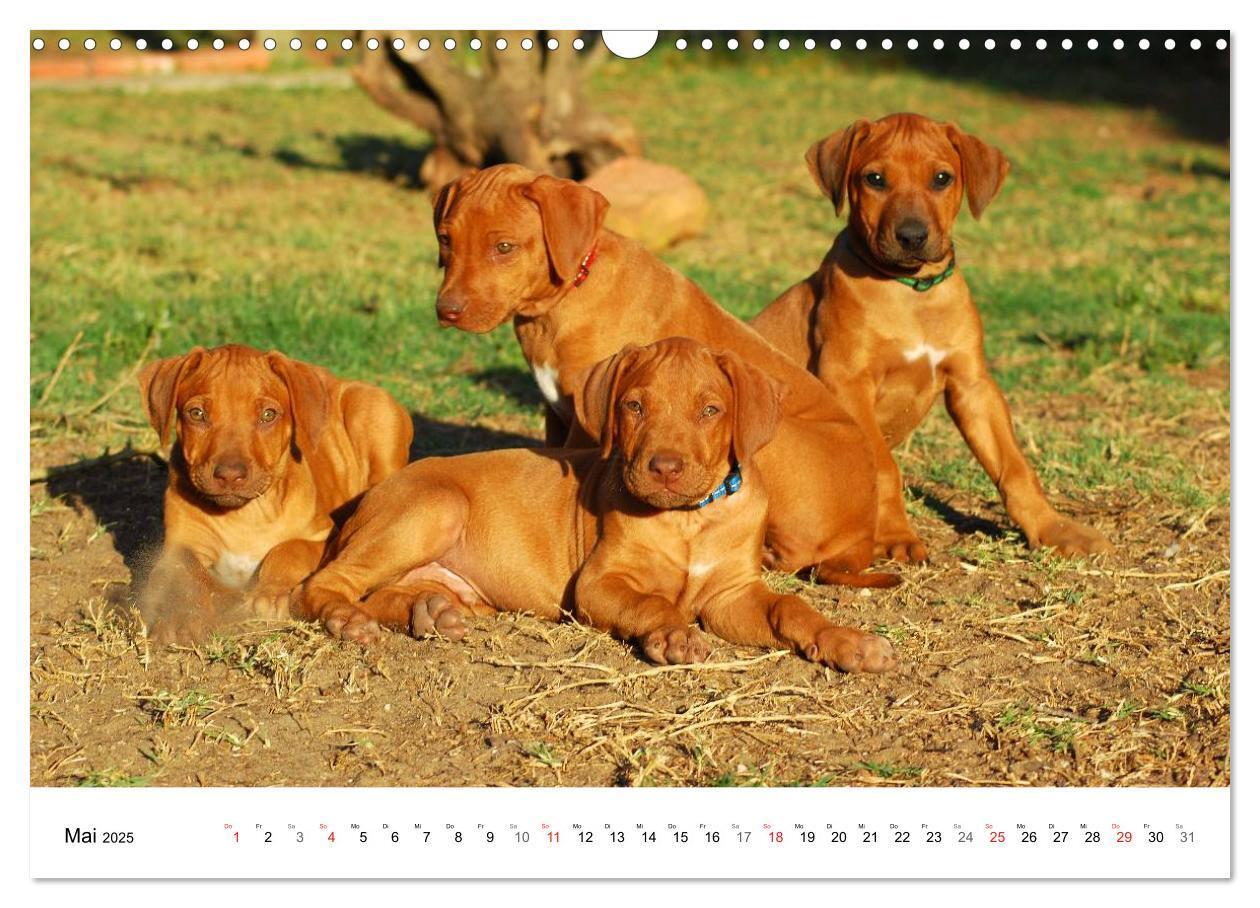 Bild: 9783435623518 | Rhodesian Ridgeback Welpen (Wandkalender 2025 DIN A3 quer),...