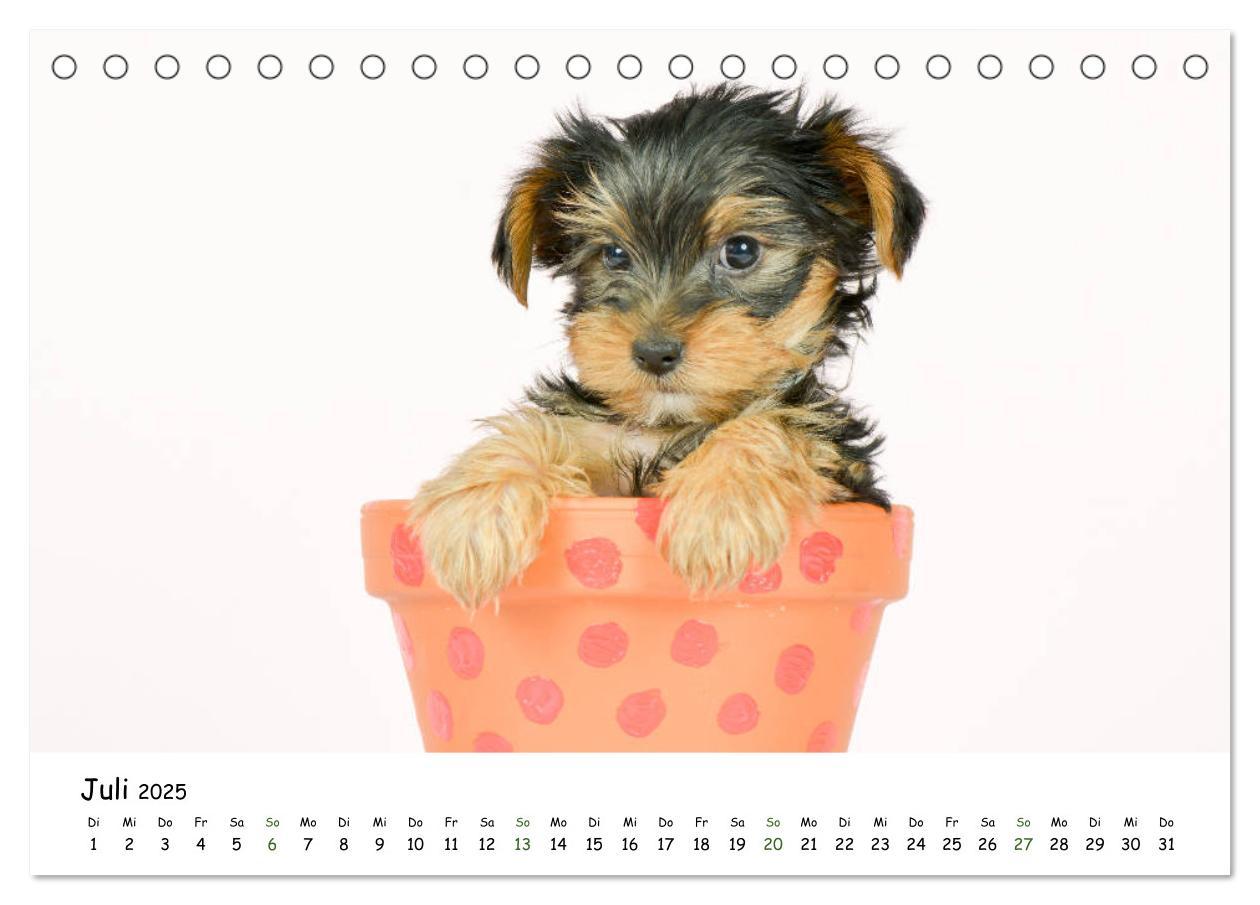 Bild: 9783435322923 | Baby Pfoten (Tischkalender 2025 DIN A5 quer), CALVENDO Monatskalender