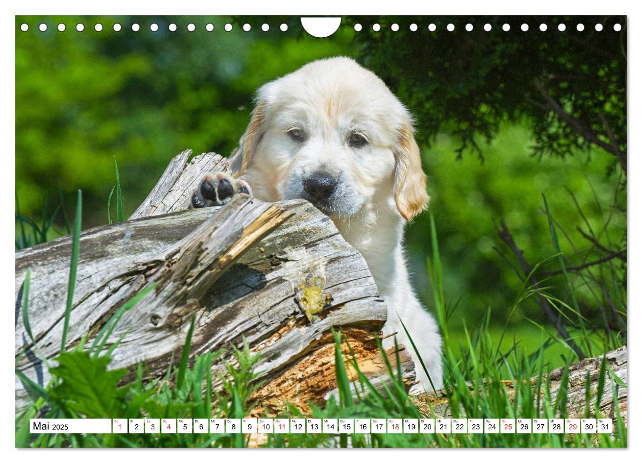 Bild: 9783435214181 | Goldige Herzensbrecher - Golden Retriever Welpen (Wandkalender 2025...