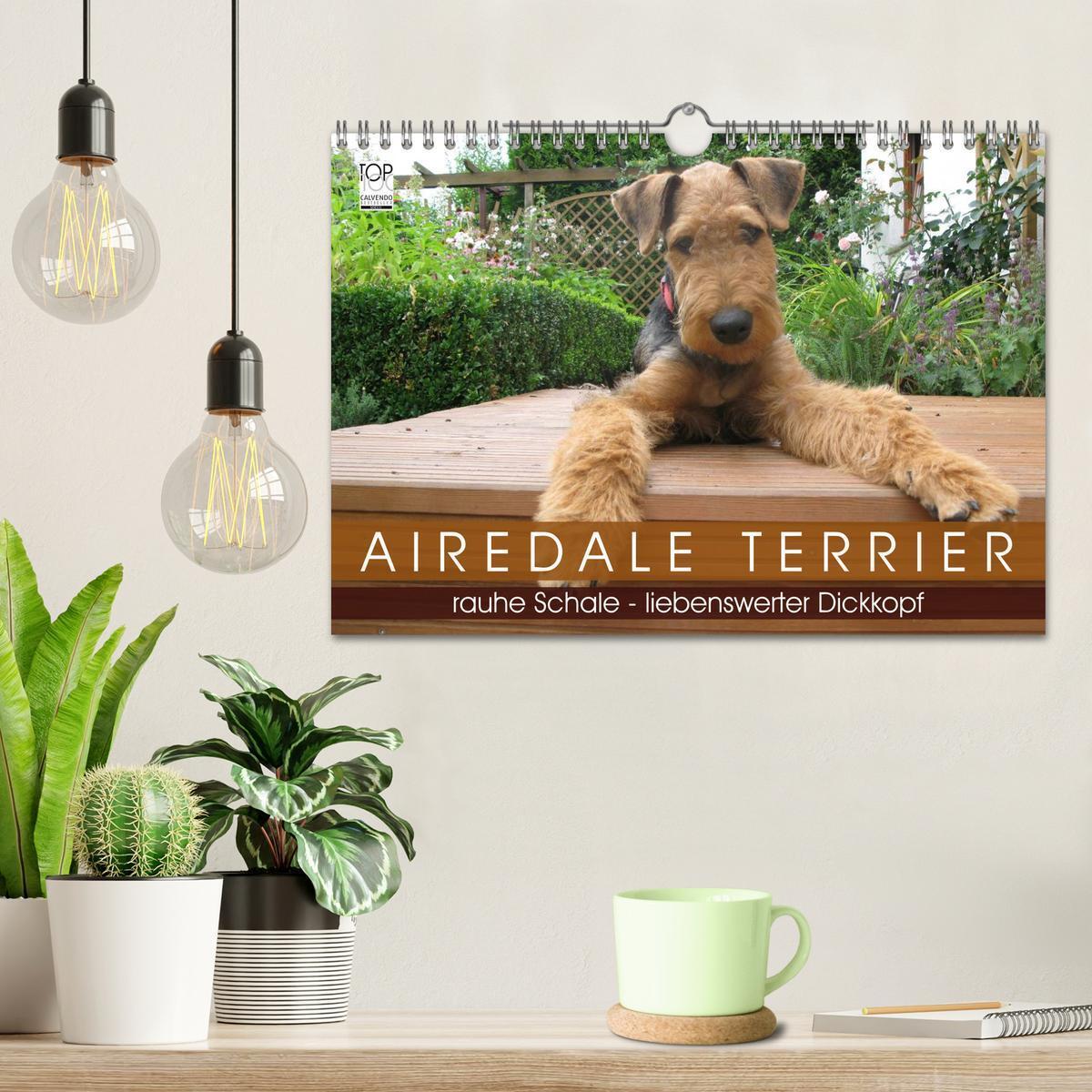 Bild: 9783435666003 | Airedale Terrier (Wandkalender 2025 DIN A4 quer), CALVENDO...