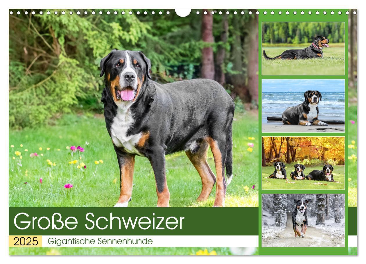 Cover: 9783457218013 | Große Schweizer - Gigantische Sennenhunde (Wandkalender 2025 DIN A3...