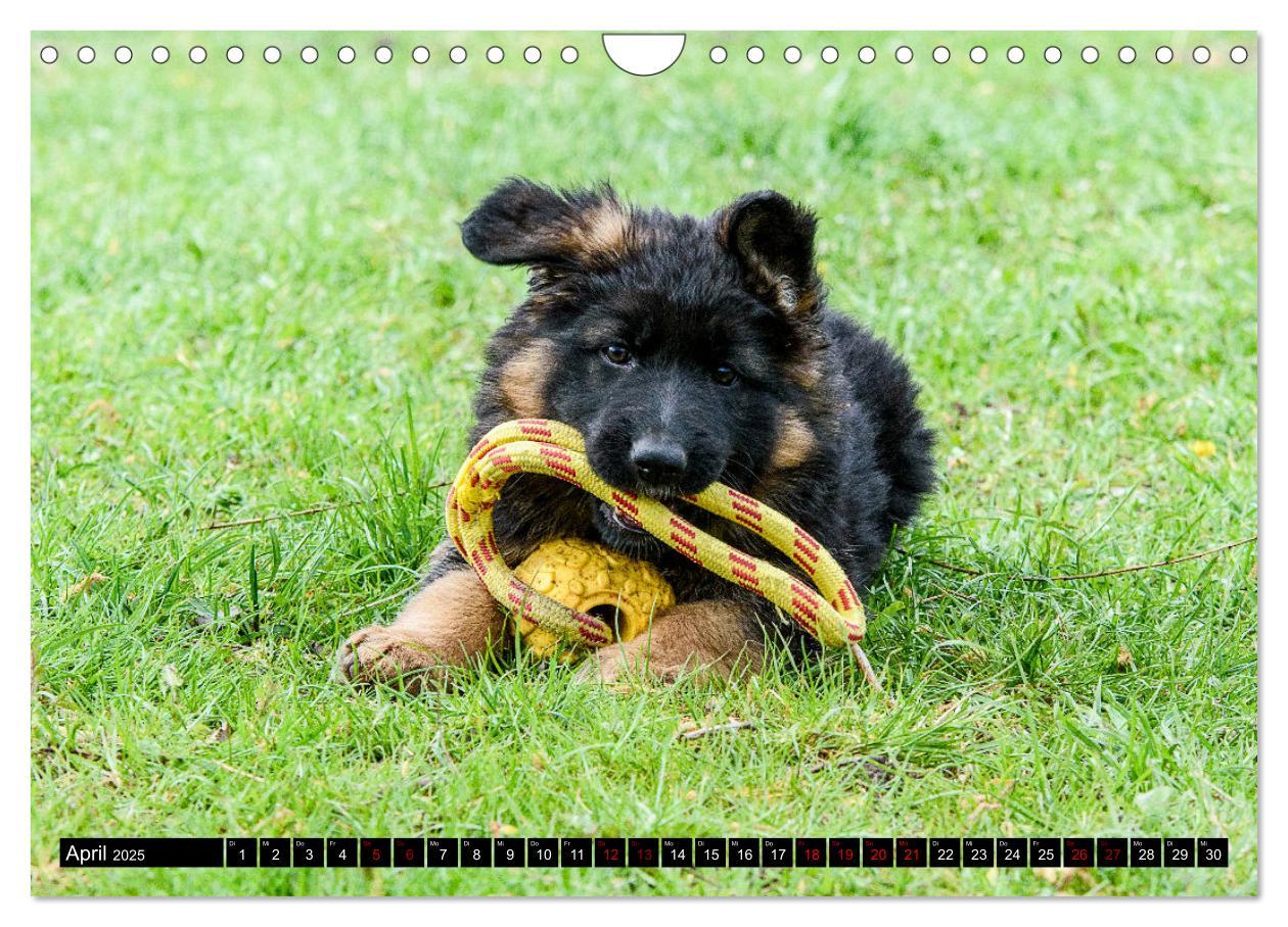 Bild: 9783383860904 | Langstockhaar - Schäferhund - Babys (Wandkalender 2025 DIN A4...