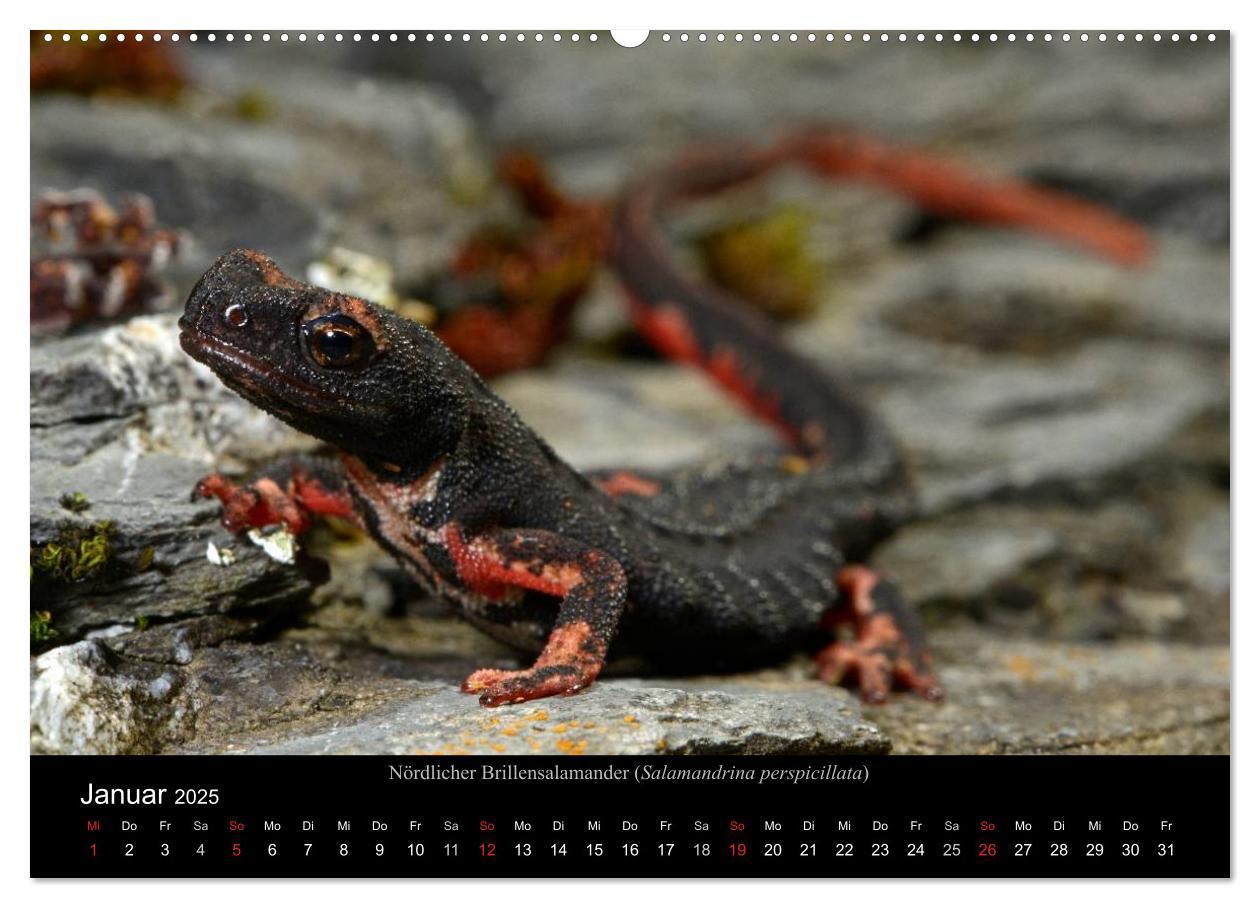 Bild: 9783435771837 | Salamander und Molche (Wandkalender 2025 DIN A2 quer), CALVENDO...